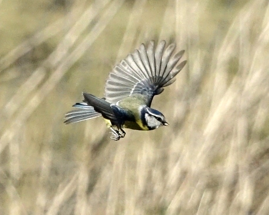 blue tit